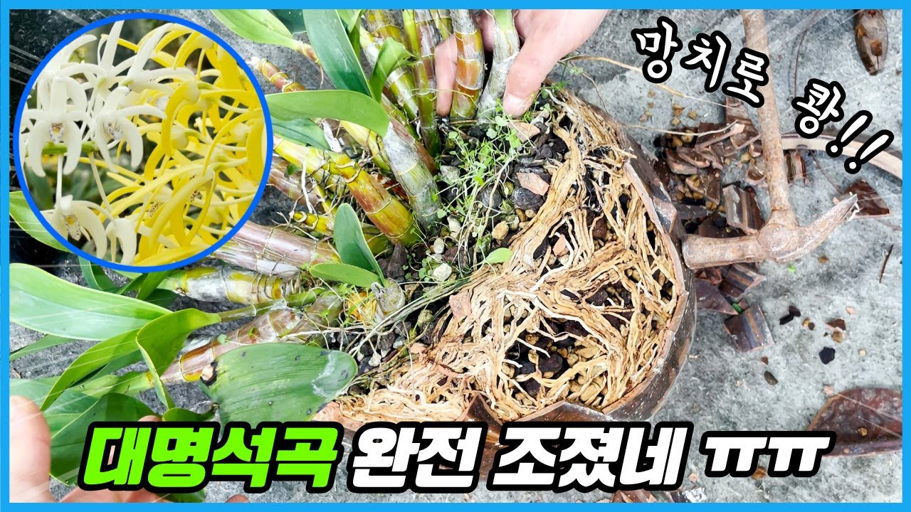 꽃시장에서 대명석곡을 사셨다면 이렇게 하세요!! 5년키운 대명석곡 화분을 깨버린 이유...