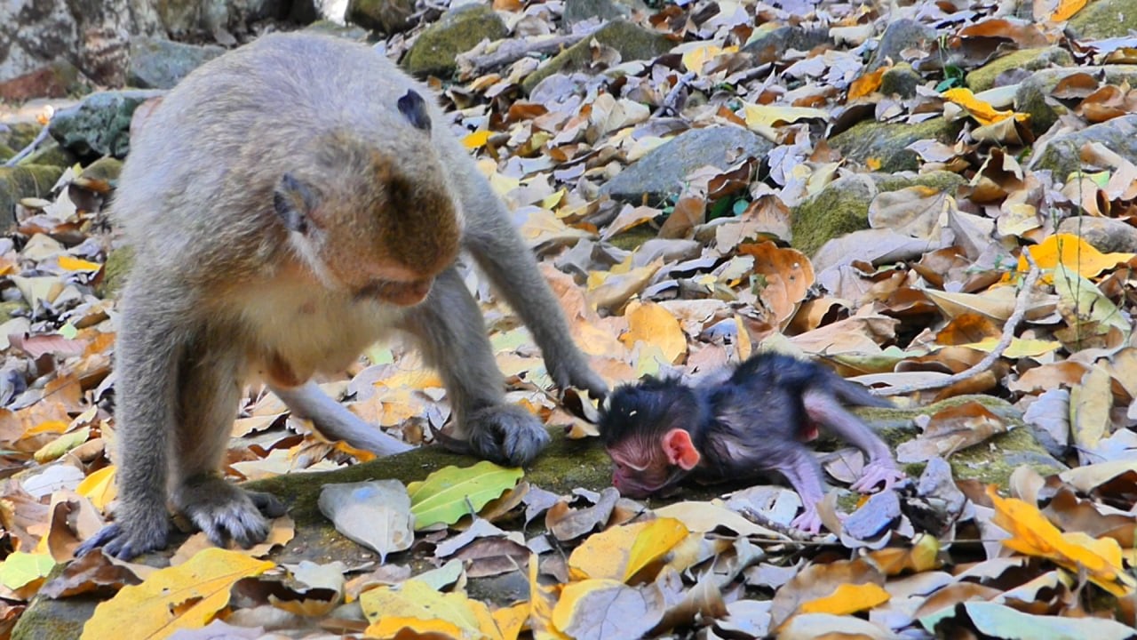 Very fast___ Afer birthyoung mommy released newly baby alone. AB Wildlife