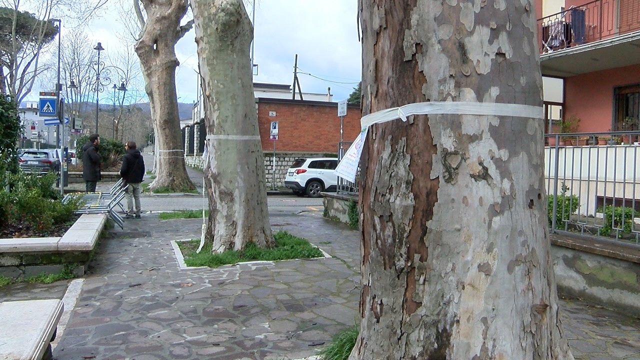 Avellino. Saranno abbattuti altri alberi in Viale Italia