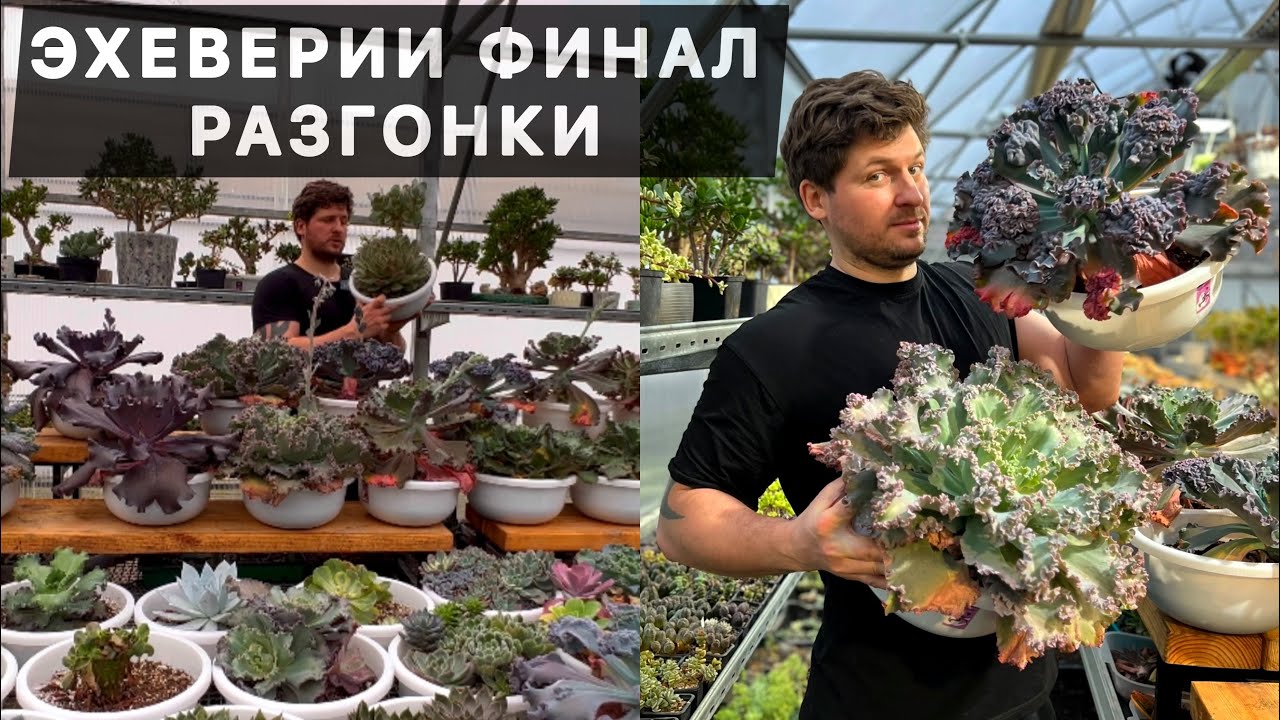 ЭХЕВЕРИЯ ECHEVERIA НА МАКСИМАЛКАХ. ОГРОМНЫЕ СУККУЛЕНТЫ ВЫРОСЛИ В ТАЗАХ В ПОДМОСКОВЬЕ