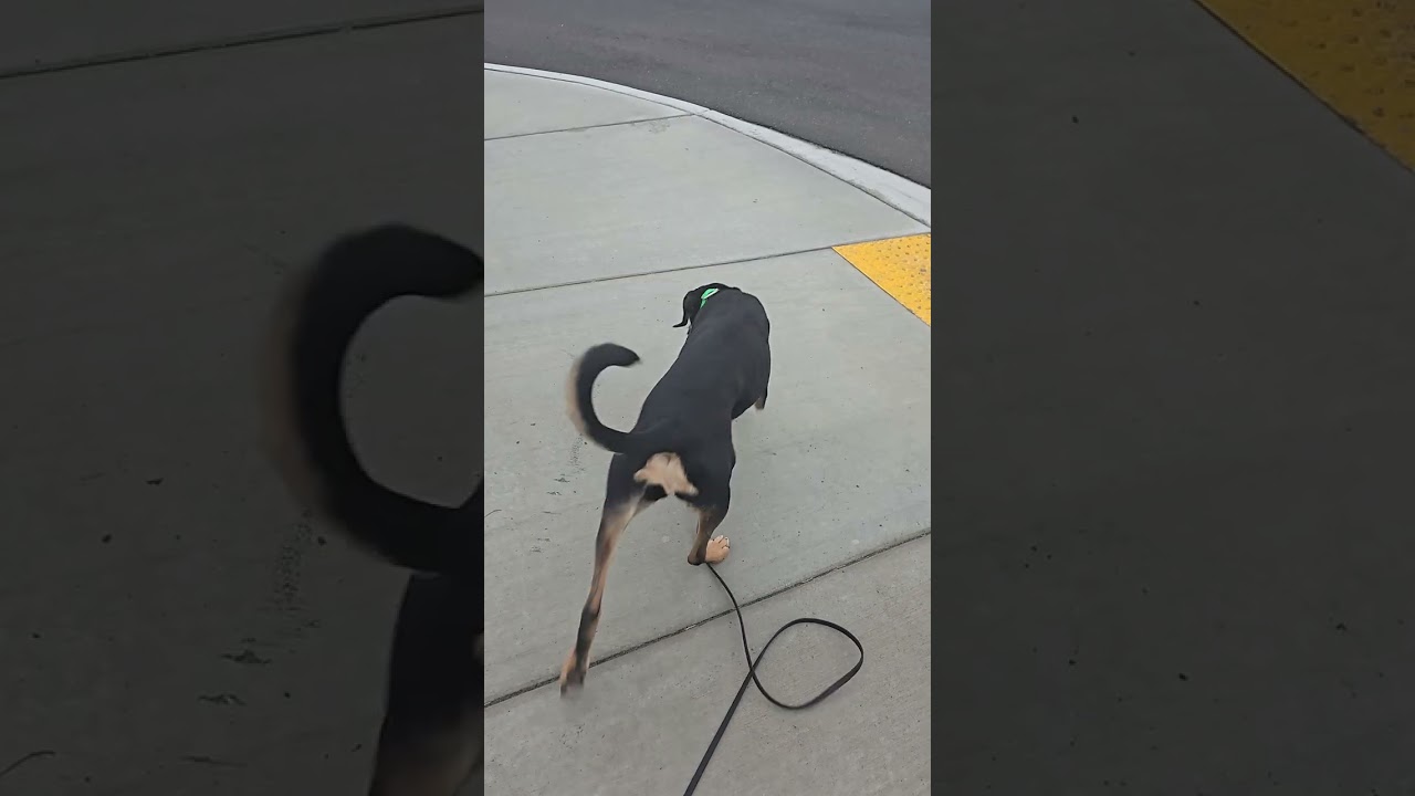 Hard surface tracking with Harley she getting better.