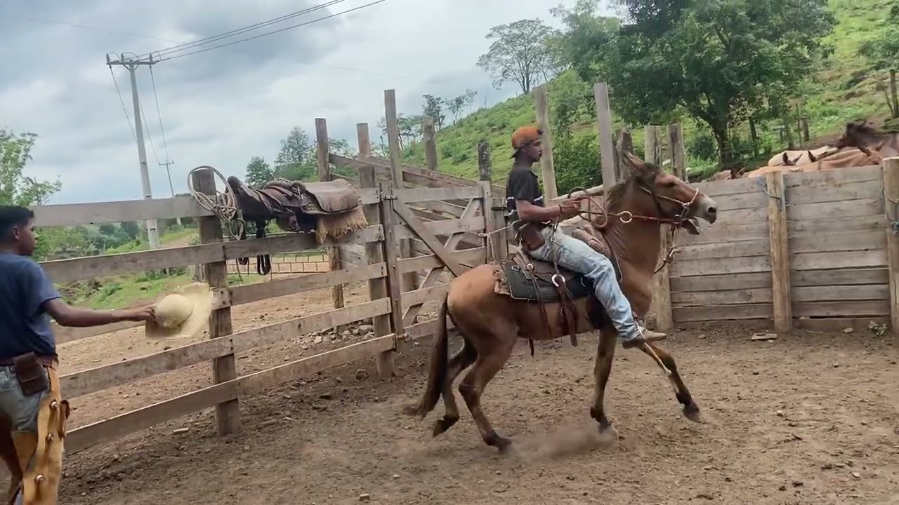 “Vejam o início da Doma do Burro Cacique”