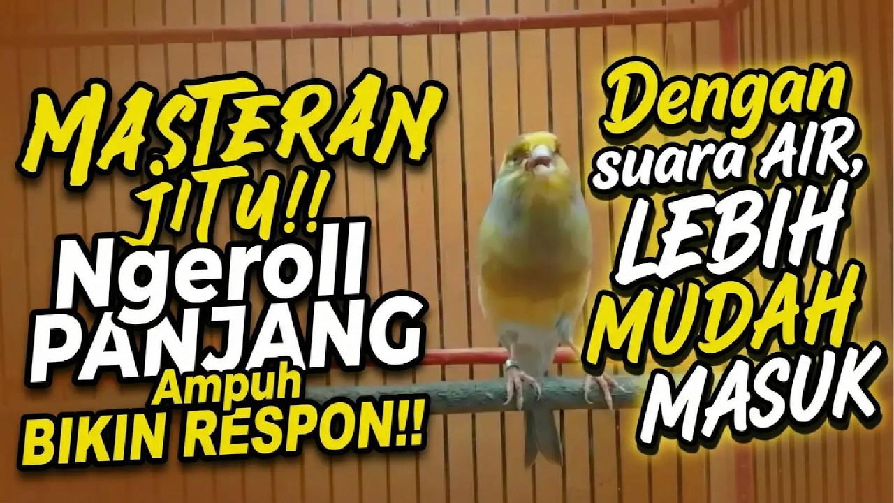 🔴 MASTERAN KENARI DENGAN SUARA AIR JEDA 3 MENIT MUDAH MASUK KE MURAI BATU ATAU BURUNG LAINYA