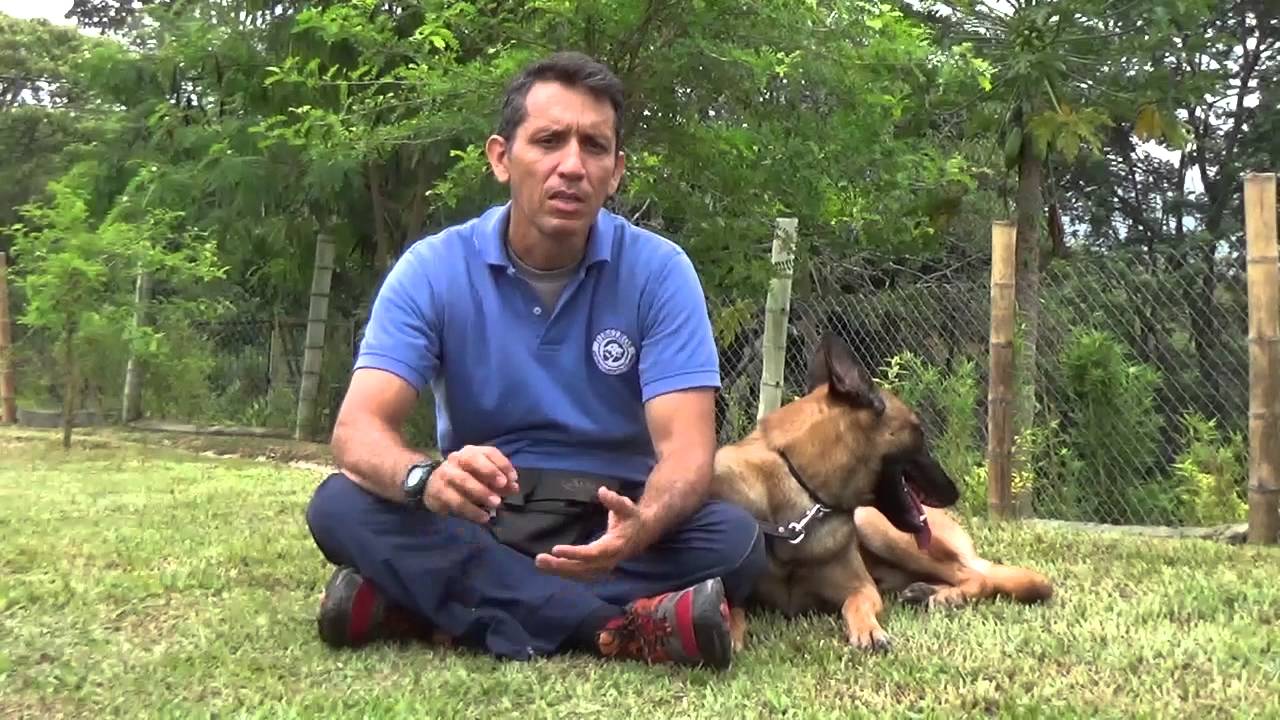 Perros activos y destructivos Clase 1