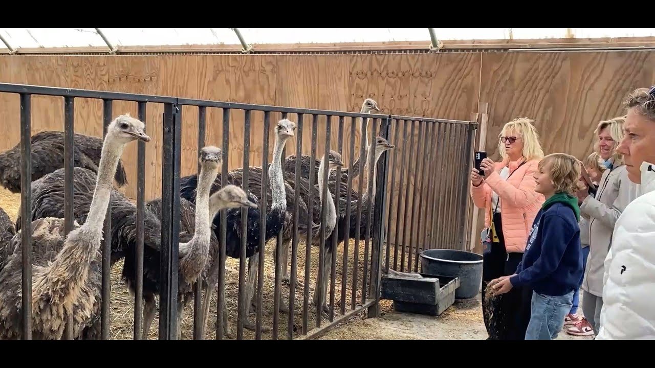 Struisvogels trekken veel bekijks met Pinksteren