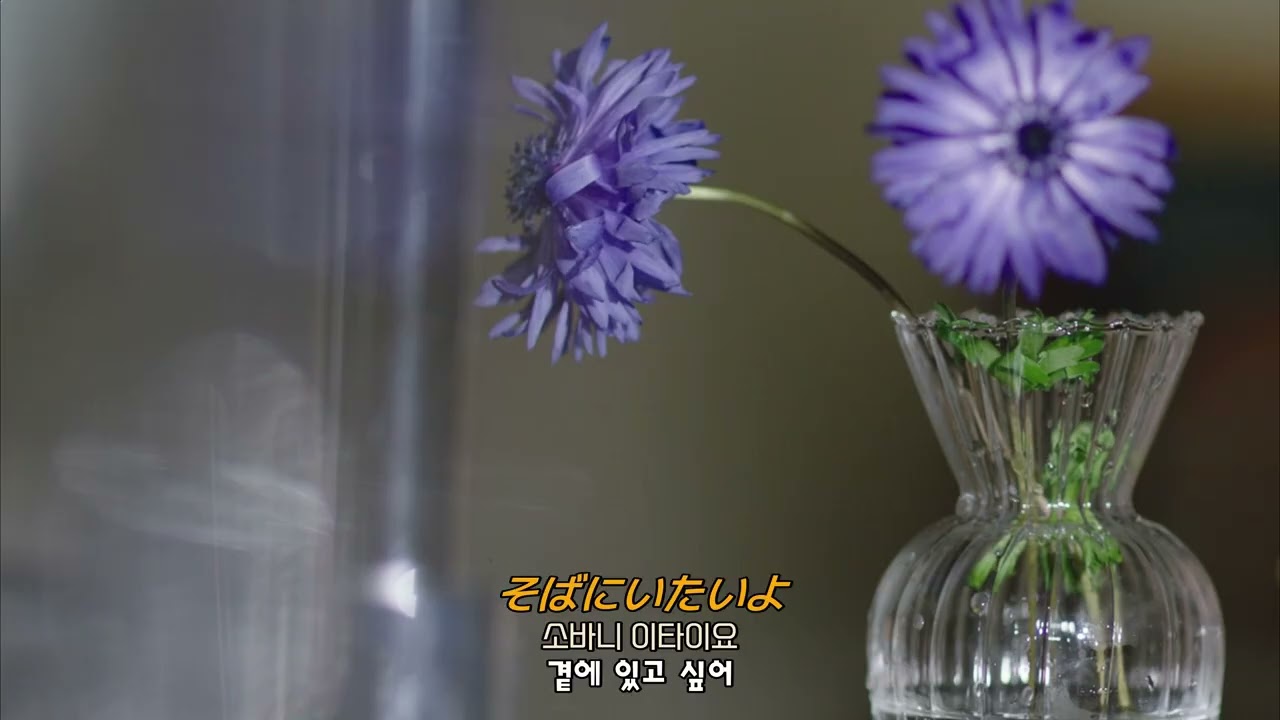 Novelbright - 아네모네 [한글자막]