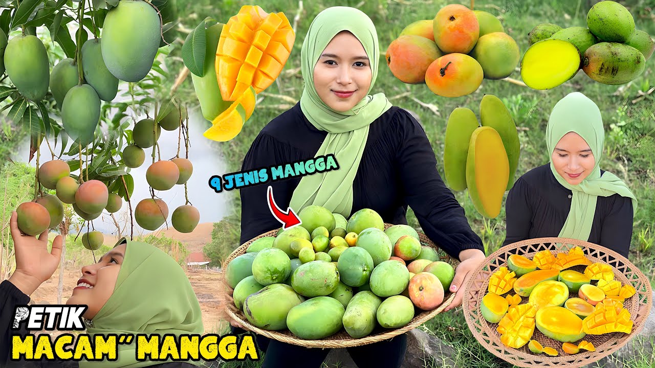 Petik macam-macam buah mangga | Panen 9 jenis mangga