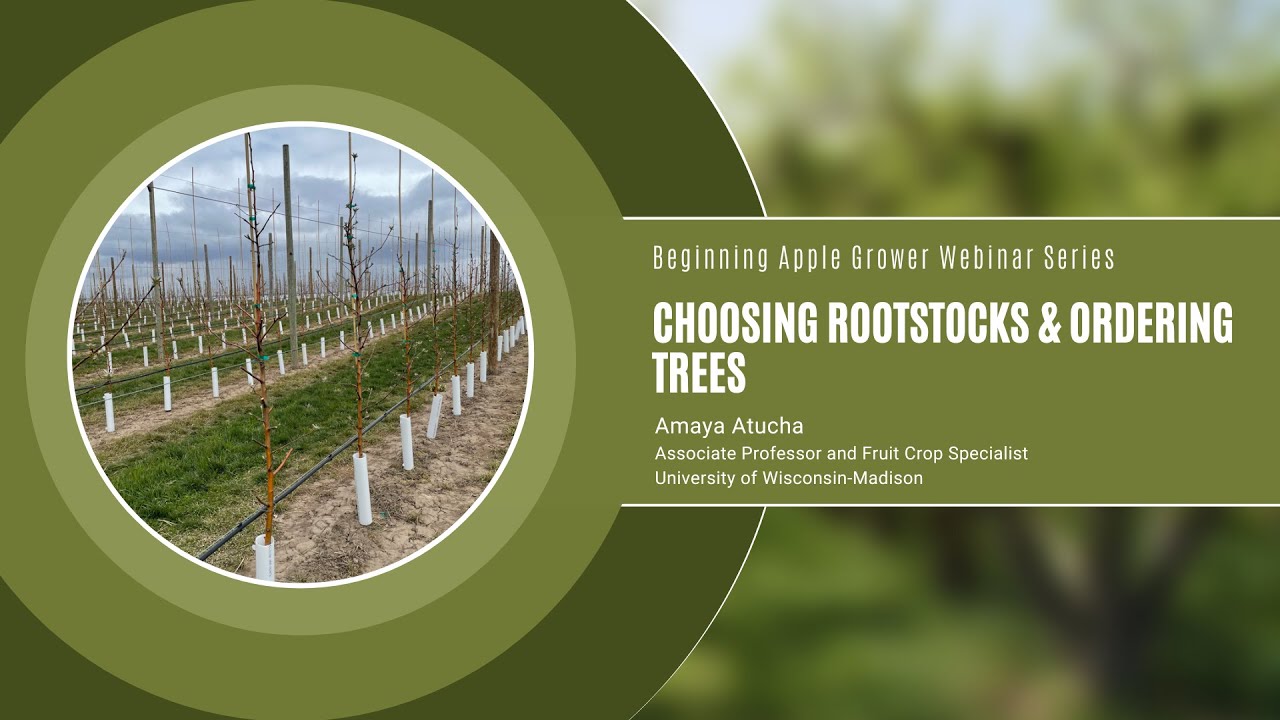 Beginning Apple Grower: Choosing Rootstocks and Ordering Trees Video