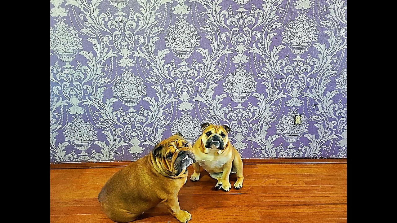 Large Wall Stencil Tutorial