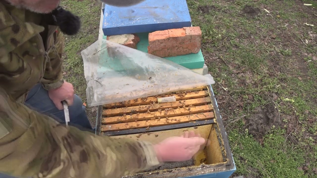 ИТОГИ РЕВИЗИИ  ПОДСАДКА МАТОК ВЕСНОЙ