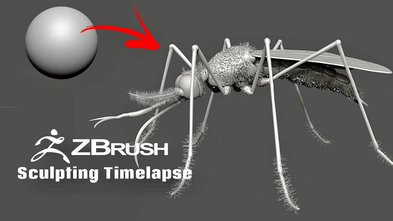 Zbrush - Mosquito Sculpting Timelapse