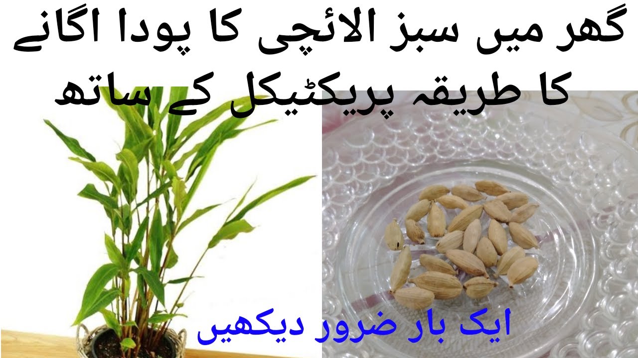 How to grow Cardamom (سبز الائچی ) from Seed.Elachi ke kasht ||Agriculture Guru