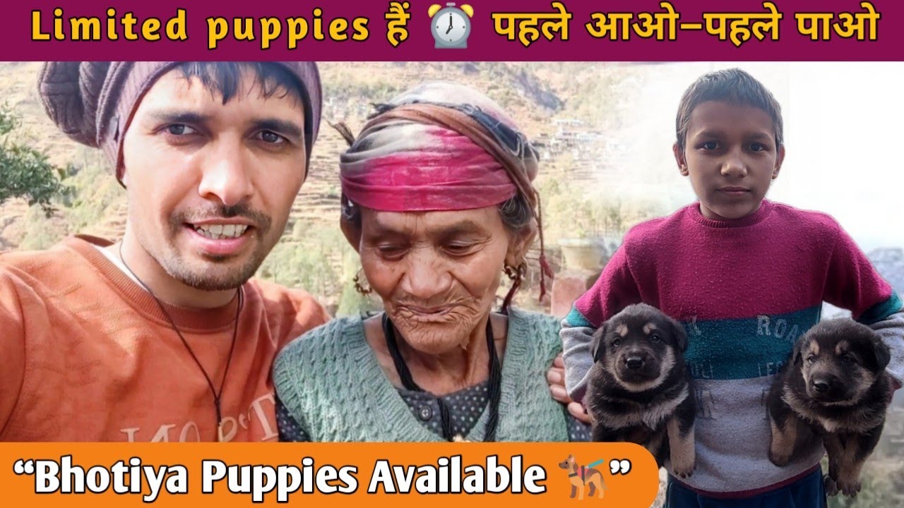Bhotiya Kutta Ke Pyare Bache 🐕‍🦺 | Jisko Chahiye Contact Karo Jaldi ⏰ | Rare Pahadi Breed