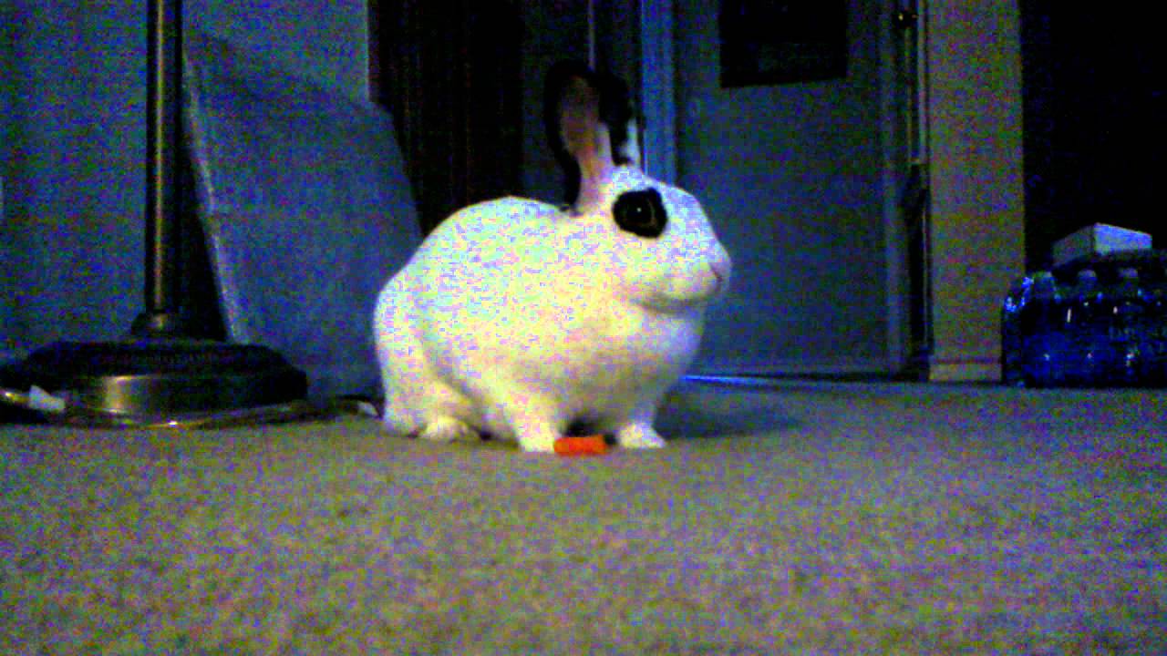 Bandit and the carrot