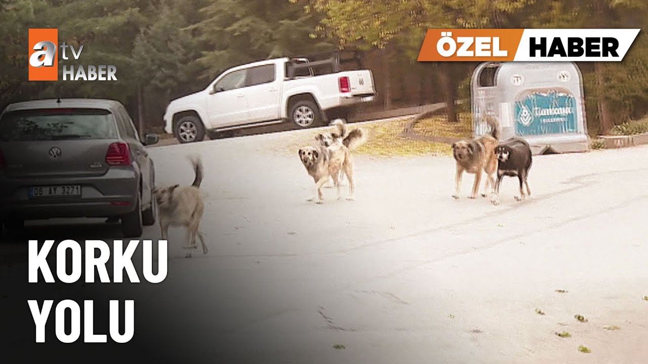 ÖZEL HABER – Öğrencilerin başıboş köpek kabusu - atv Ana Haber 3 Ocak 2025