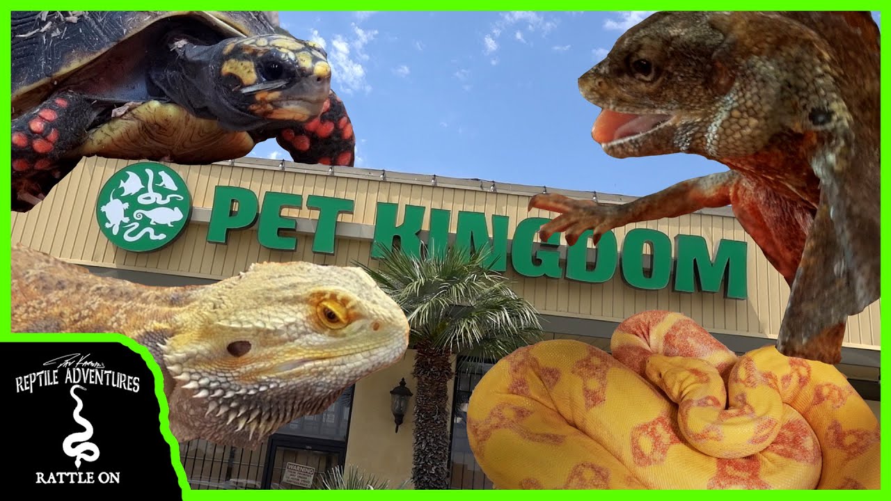 TOURING THE BIGGEST REPTILE SHOP ON THE WEST COAST! (Pet Kingdom, San Diego)