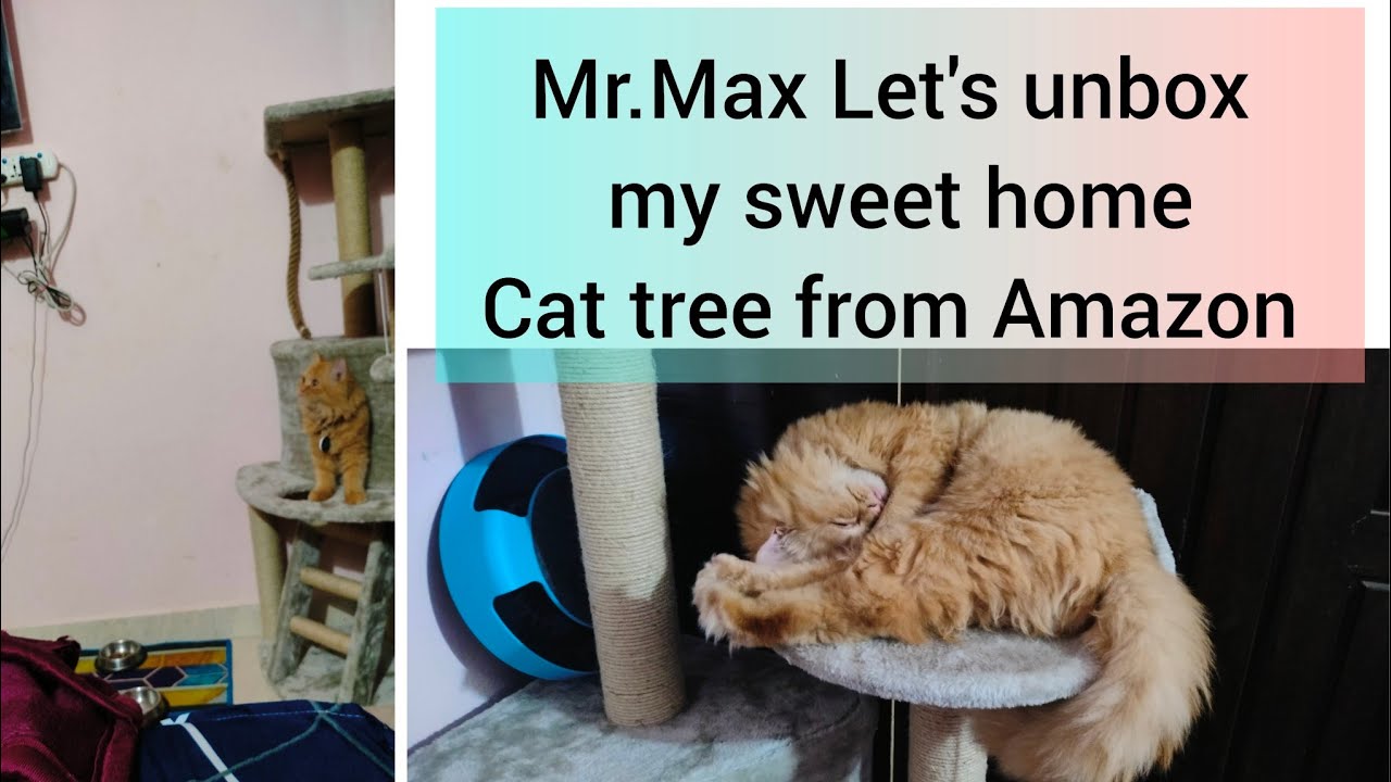 Amazon Basics cat tree unboxing video
