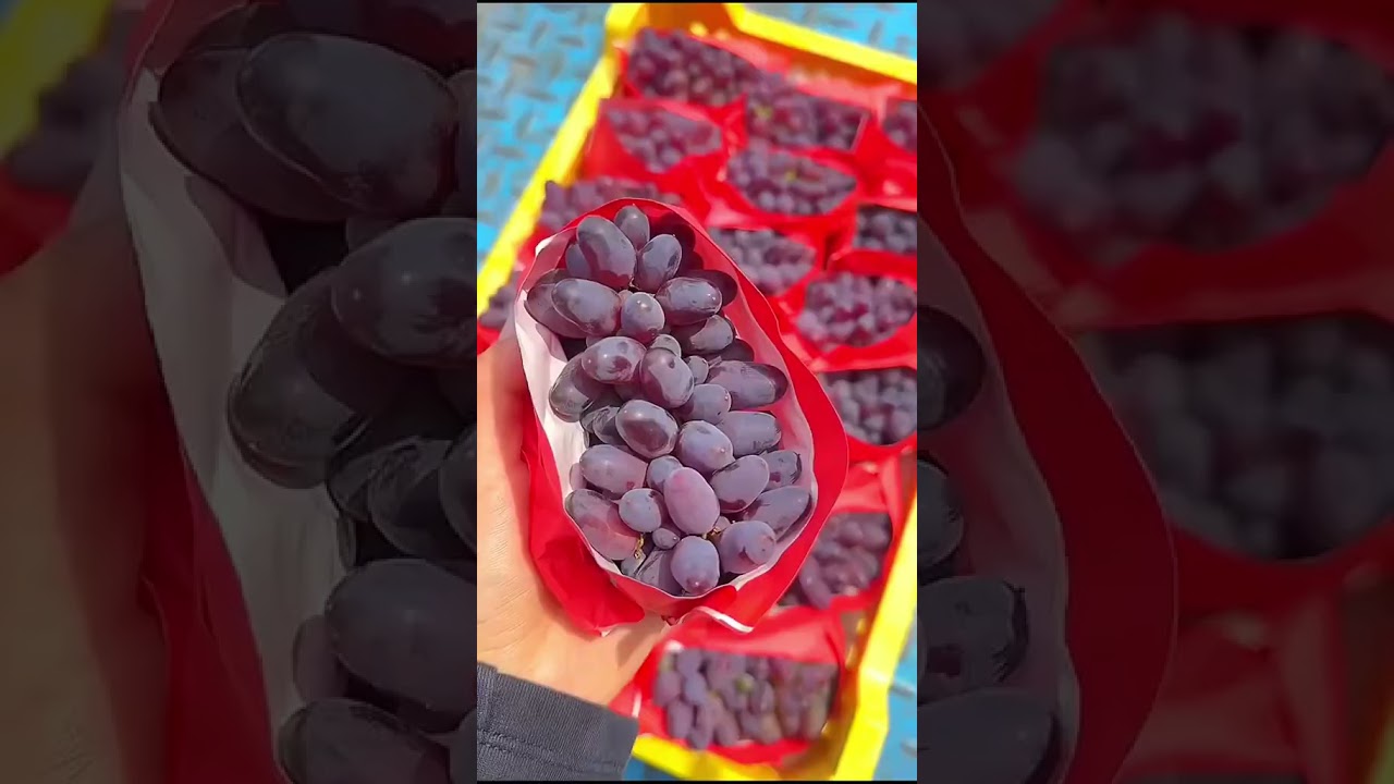 🧑🏻&zwj;🌾👩🏻&zwj;🌾👍🏻🍇 The bunches of ripe grapes are so sweet #new #hot #top #fruit @starfruit compan
