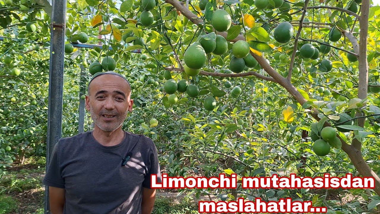 Bayram muborak bo'lsin Ustozlar! Limonchi mutaxassisdan maslahatlar. Yutuqlar va kamchiliklar...