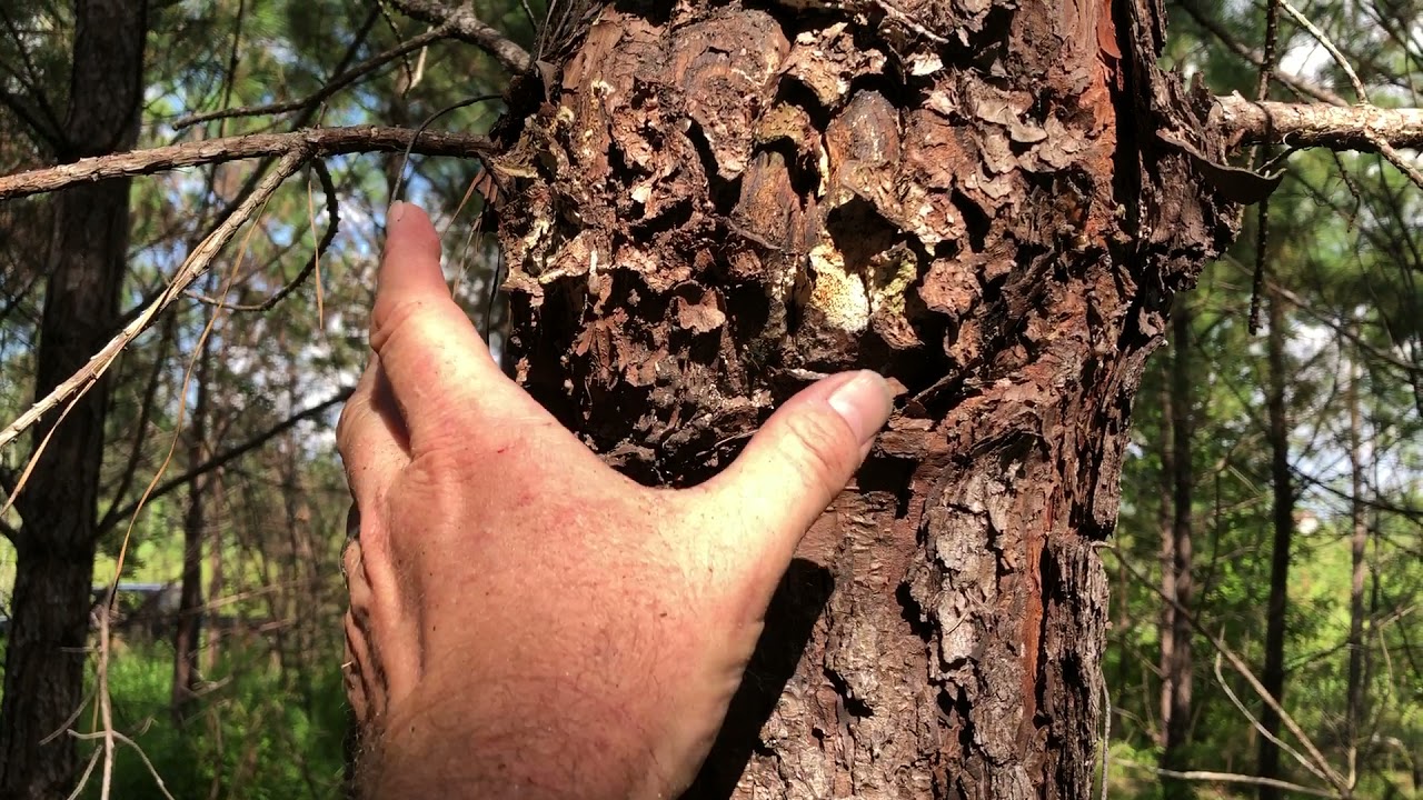 Pre-Commercial Thinning 10 Year Old Pine Stand Video 1 of 2
