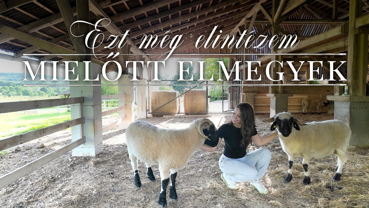 Kacsák, juhok, tyúkok | Molnár Miléna