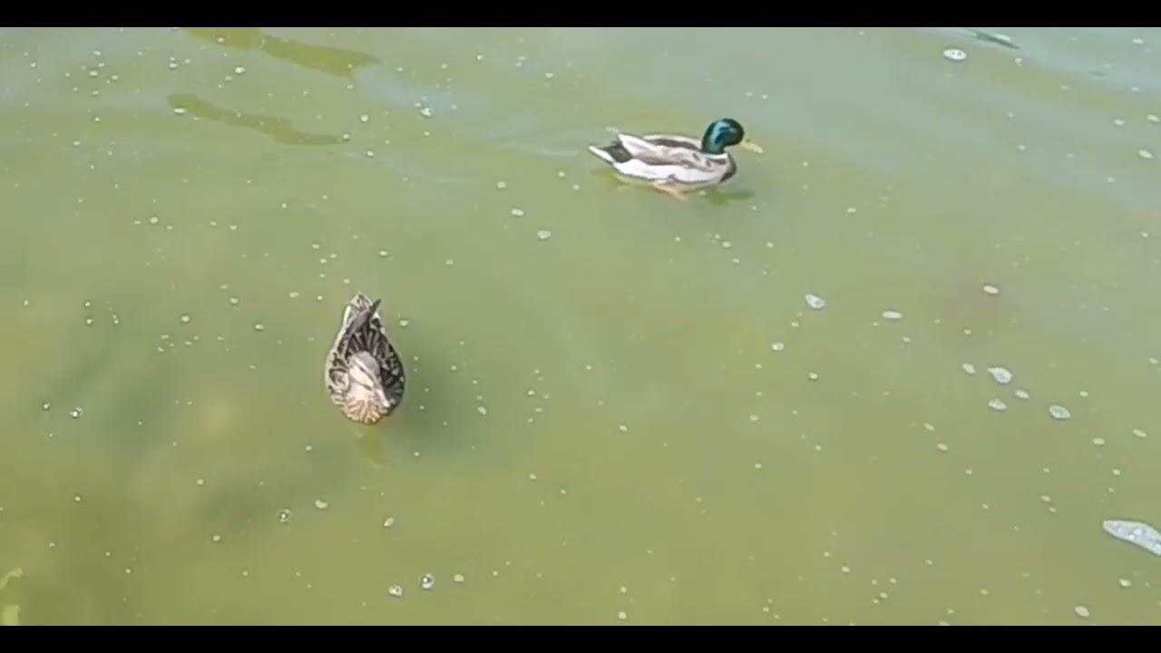 Gruppo di anatre selvatiche nel lago #youtube #like Группа диких уток в озере #brids 湖の野生のカモの群れ