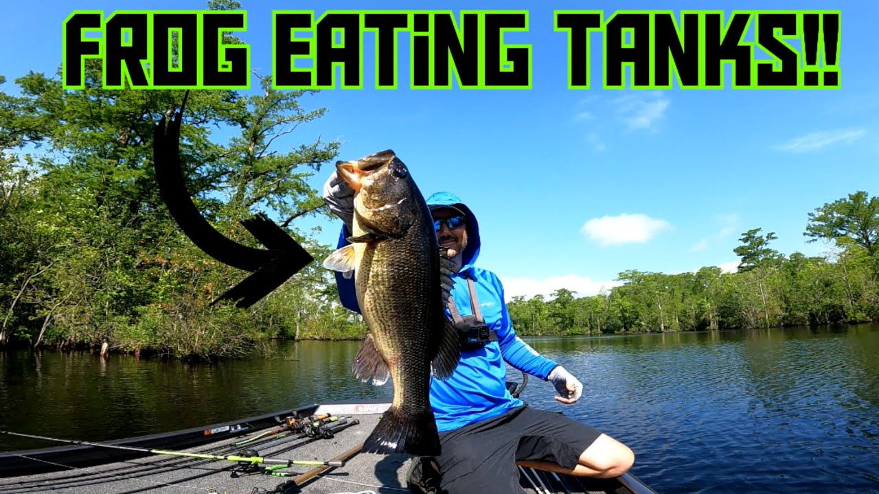 FROGGIN' ONLY For COASTAL RIVER Tanks!! || Pasquotank River Bassin'