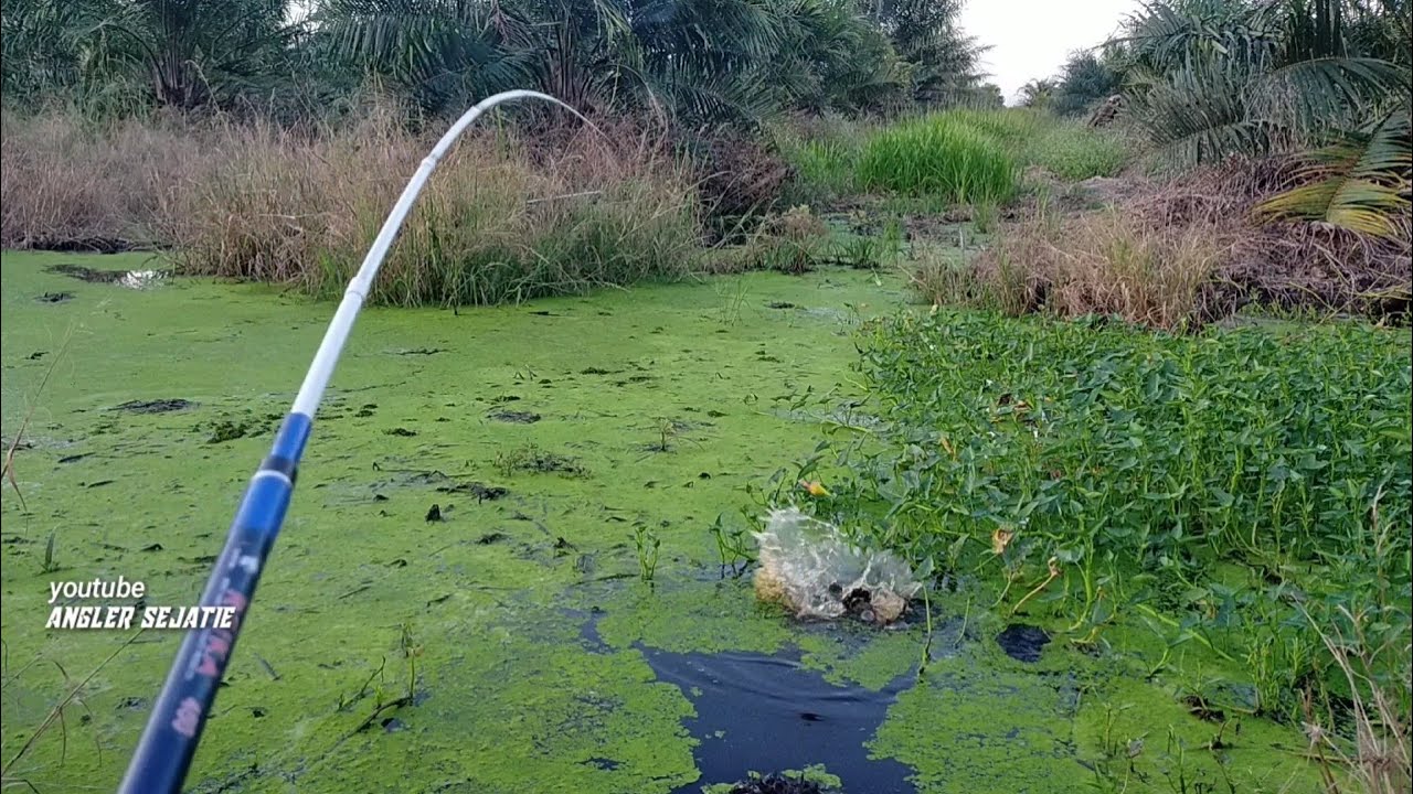 GAWAT..!! MANCING IKAN BETOK PANJANG SEUKURAN SEPATU PATAHKAN JORAN PANCING KU..
