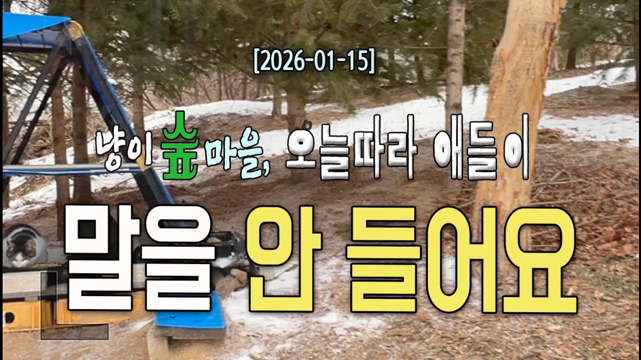 냥이숲마을, 오늘따라 얘들이 말을 안 들어요! | Forest Cat Village – Today, No One’s Listening! #냥이숲마을 #야생고양이