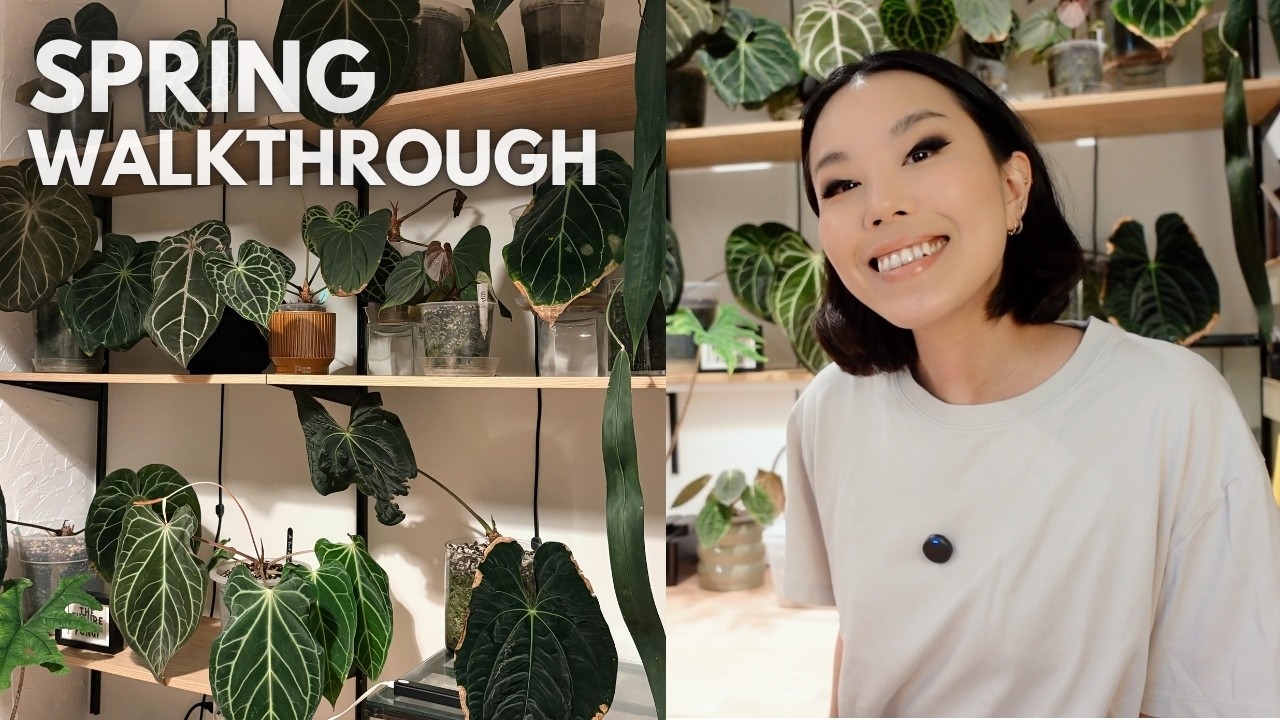 All the updates on my plant room! spring 2026