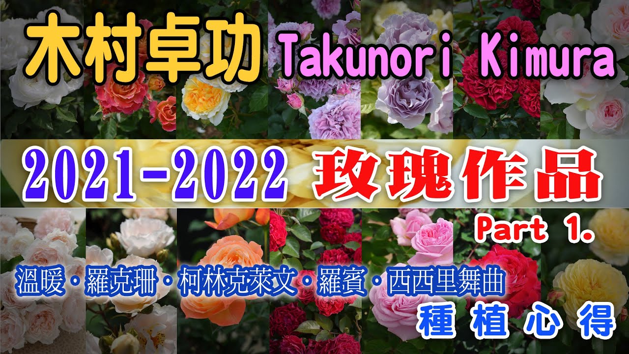 日本抗病玫瑰代表 木村卓功2021～2022玫瑰月季作品回顧與期待Part 1.【玫瑰情報】Takunori Kimura  Rose Creator