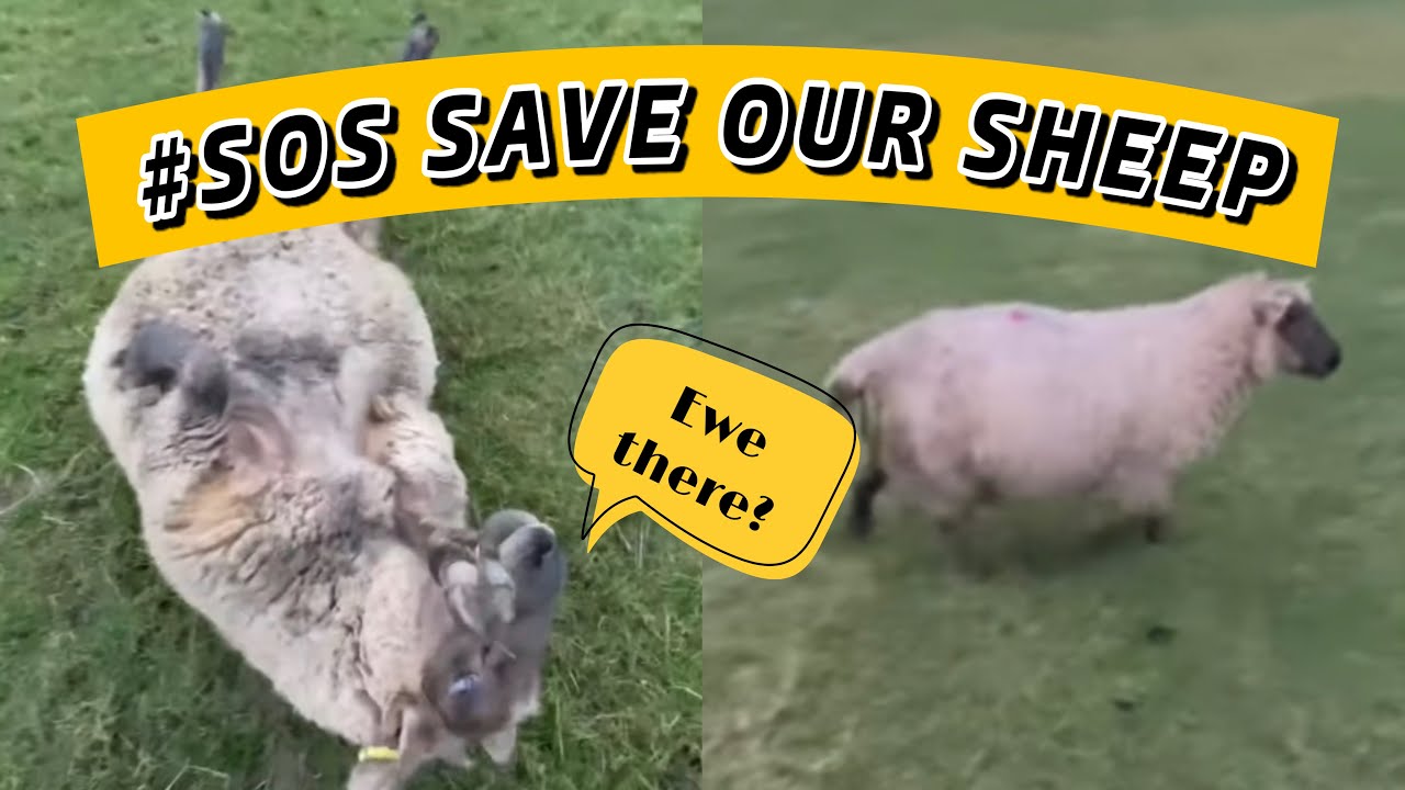 How to save a sheep that’s stuck on it’s back