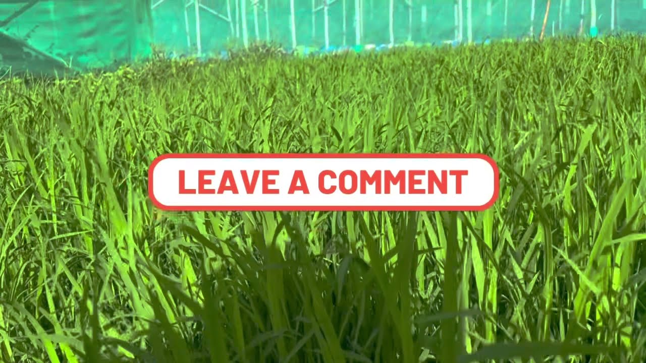 Damo sa direct seeding na palay tapos sa ganitong paraan! Mura mabisa at madaling gawin!!!