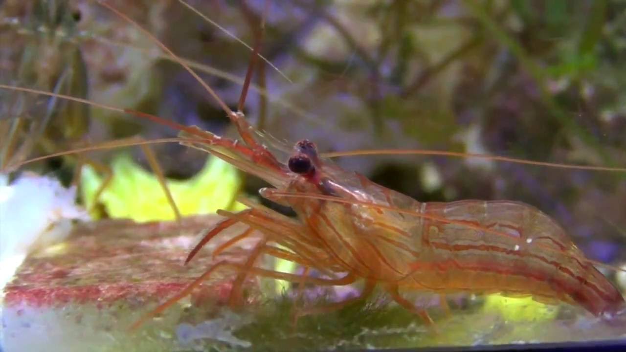 Peppermint Shrimp Breeding