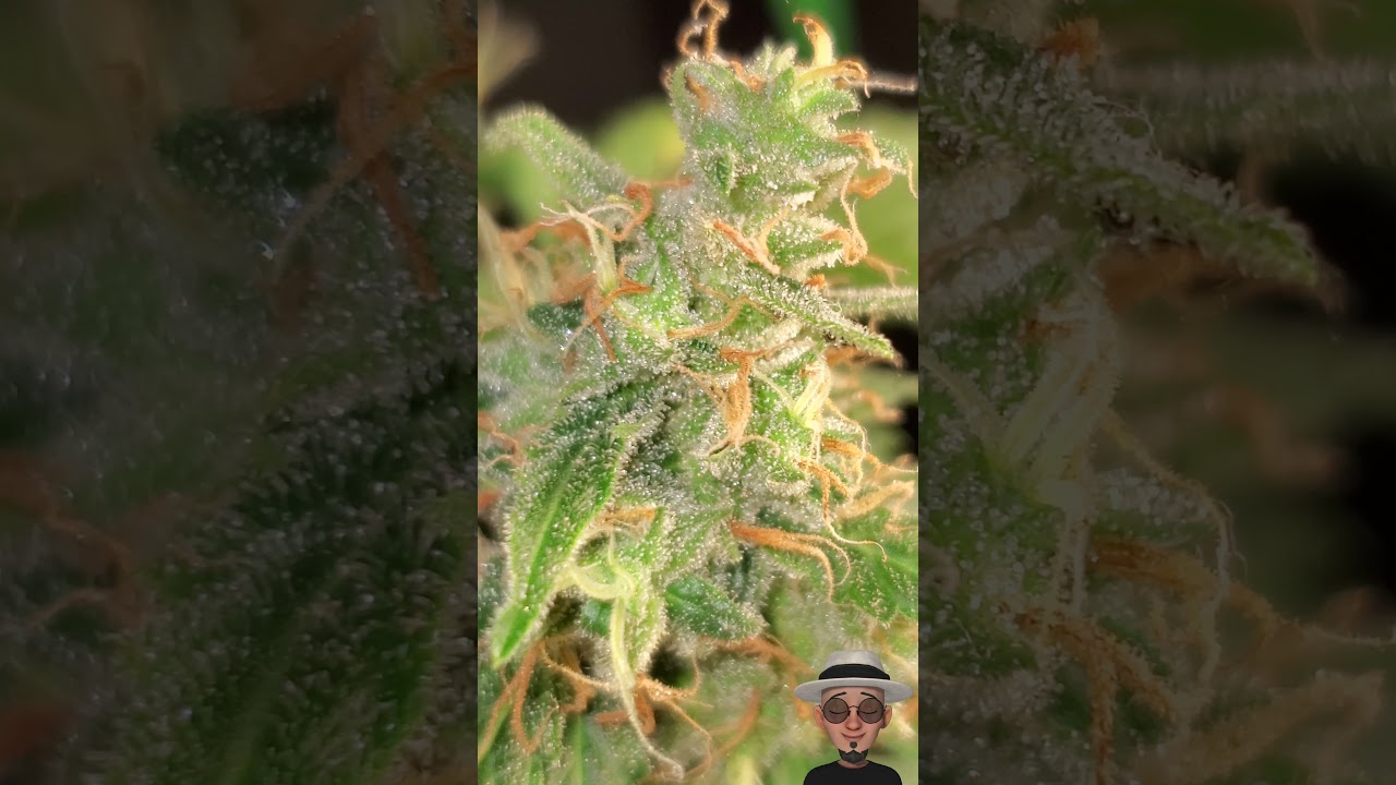 Nukeheads Auto,  Harvested Bud Review 😁💨🤙🏼 ( TV420 ) 📺