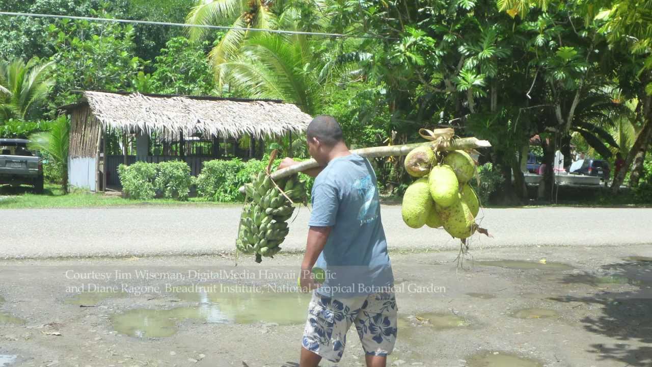 Breadfruit Tree in Tropical Greenhouse