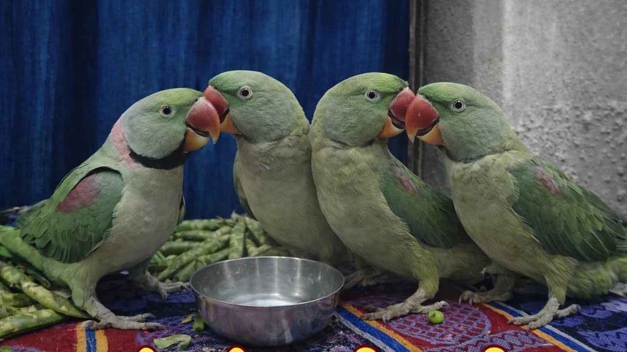 Radhe Radhe! Live Parrot Cam 🦜 | Non Stop Talk & Fun 🔴 Live Bolta Parrot – Real Time Reaction 🦜