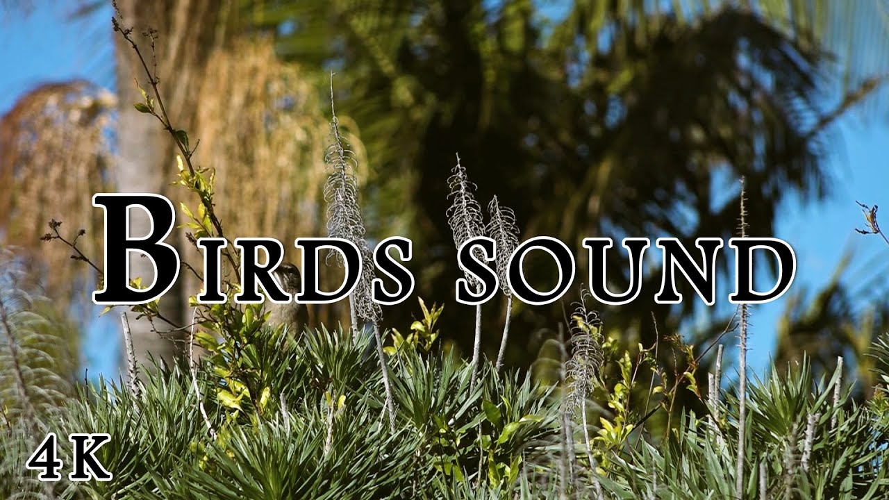4 hours bird sounds relaxation_Bird sounds for sleeping_Bird sound 4k
