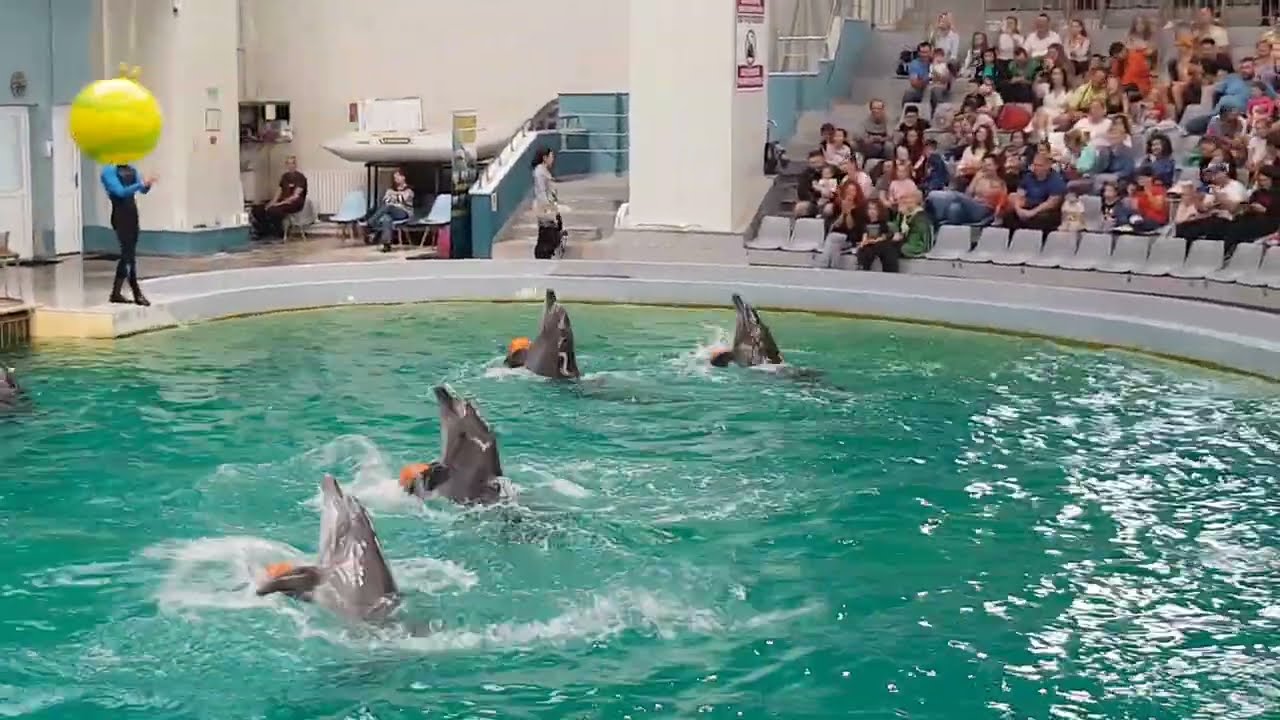 Spectacol Delfini - Delfinariu, Constanța