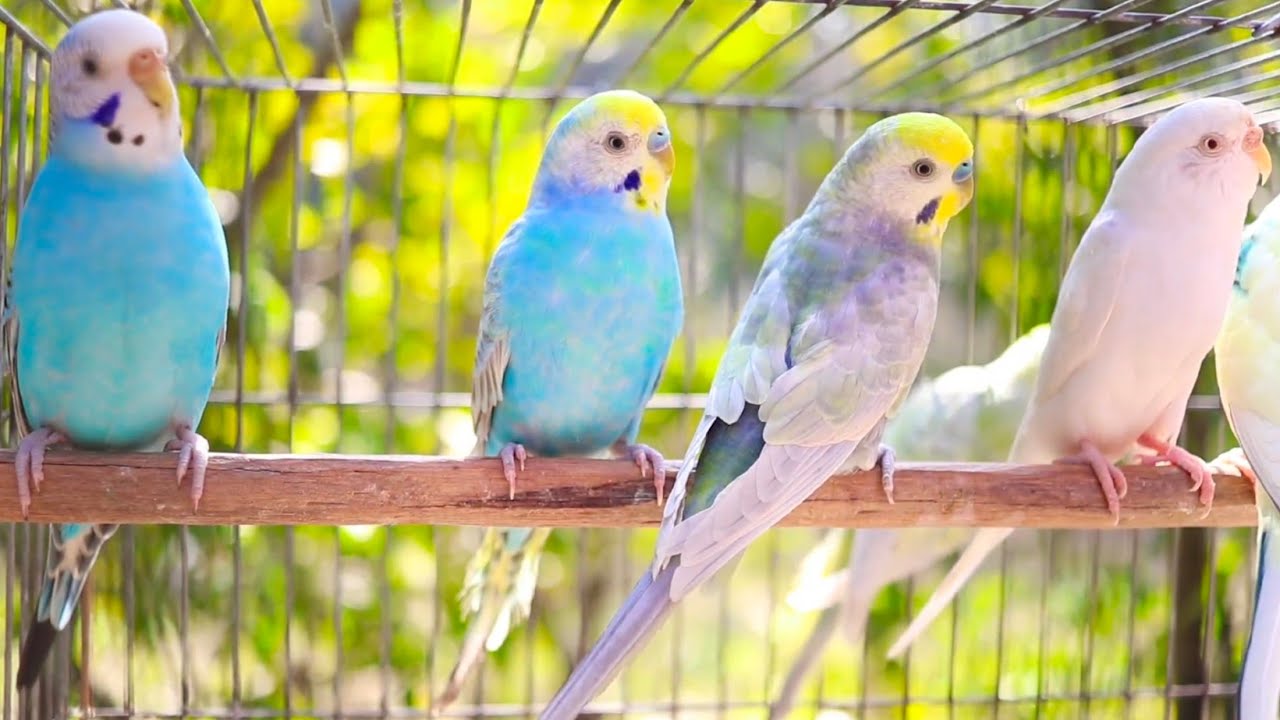 10 Hour of Happiest Sounds of Budgies living in the Garden
