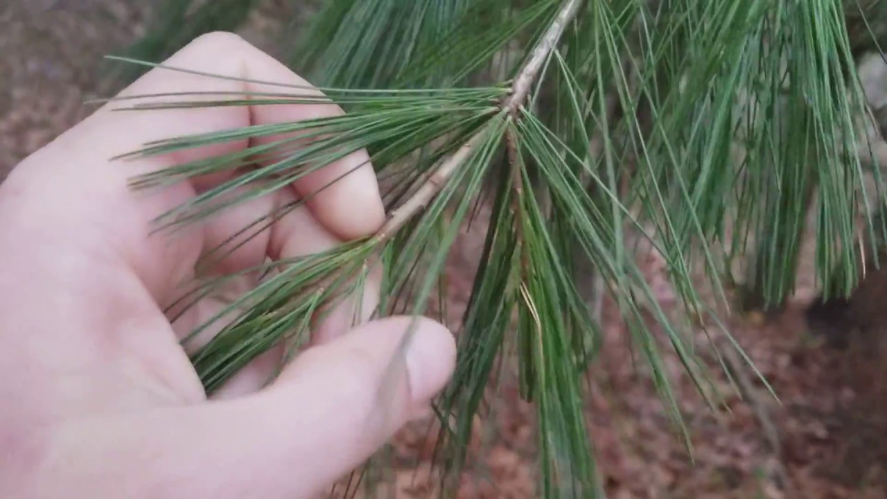How to Identify White Pine