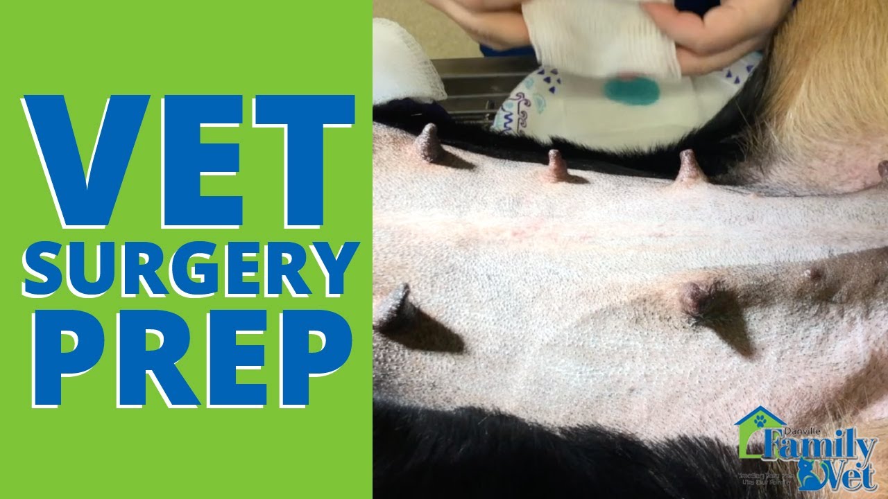 Vet Surgery Prep