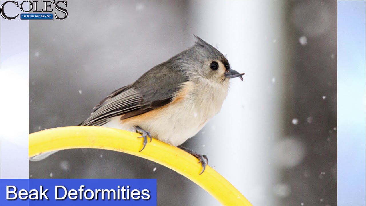 Birds With Beak Deformities