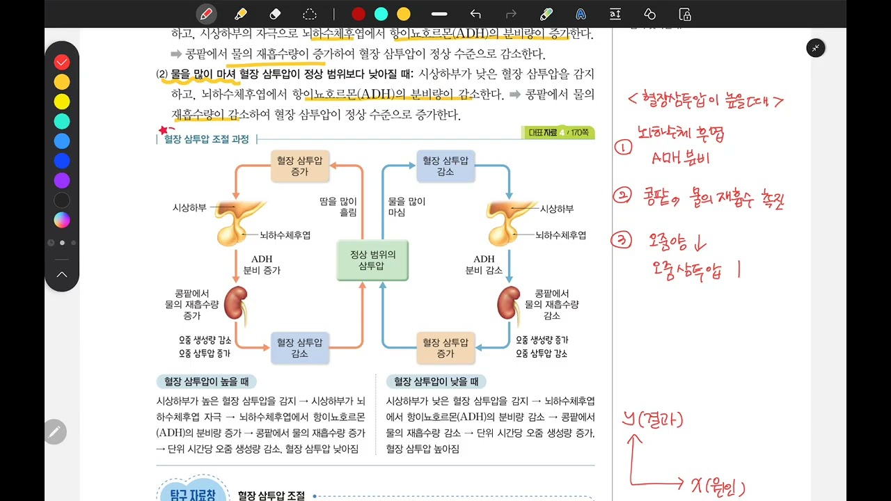 19. 생명과학 완자_ 혈당량조절, 삼투압조절 (완자163~165p)