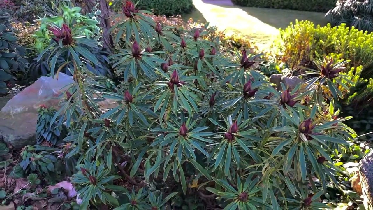 Liście jak u oleandra - unikatowy Rododendron ,Grazeasy&rsquo;