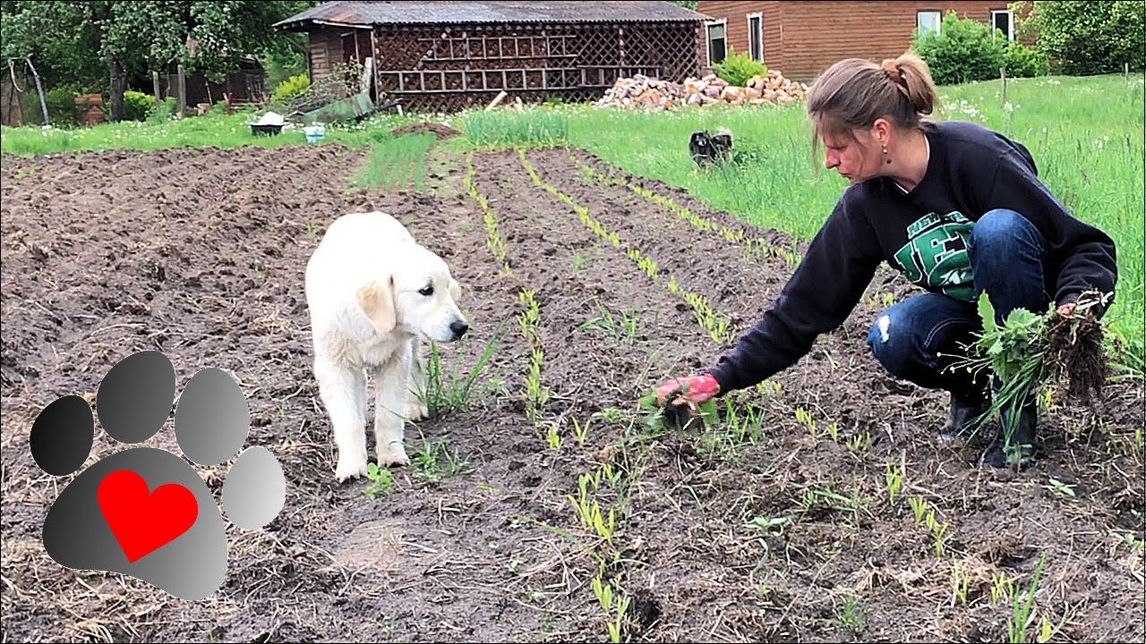 Garden, puppies, mower and new residents in the Green Homestead