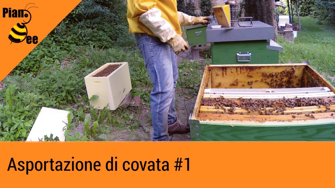 Asportazione di covata #1