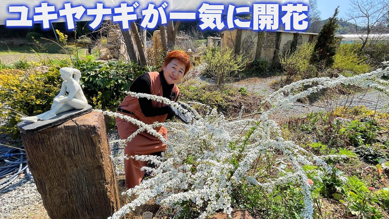 【春の庭に雪が降る】数日前に一気に咲き出した庭のユキヤナギ／白と桃色の2種類を上手に配置する【花の谷オールドビレッジ】