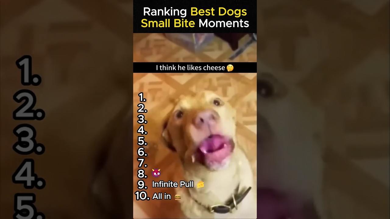 Ranking Best Dogs 