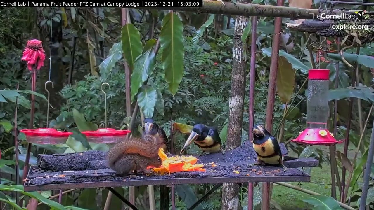Collared Aracaris Share Papaya With Squirrel On the Panama Feeders at Canopy Lodge | Dec 21, 2023